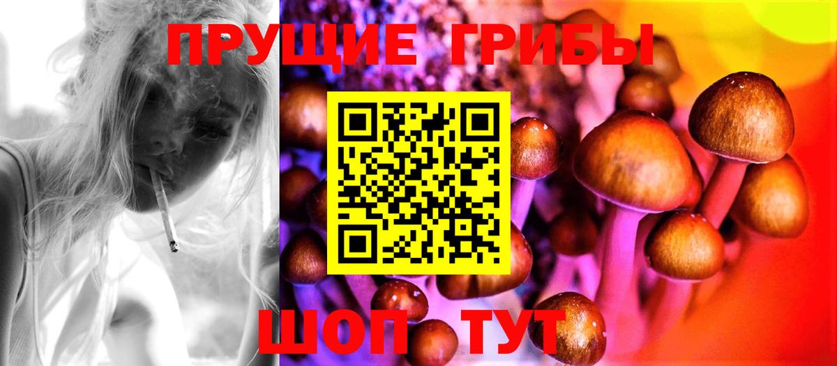 Псилоцибиновые грибы Psilocybe Рубцовск